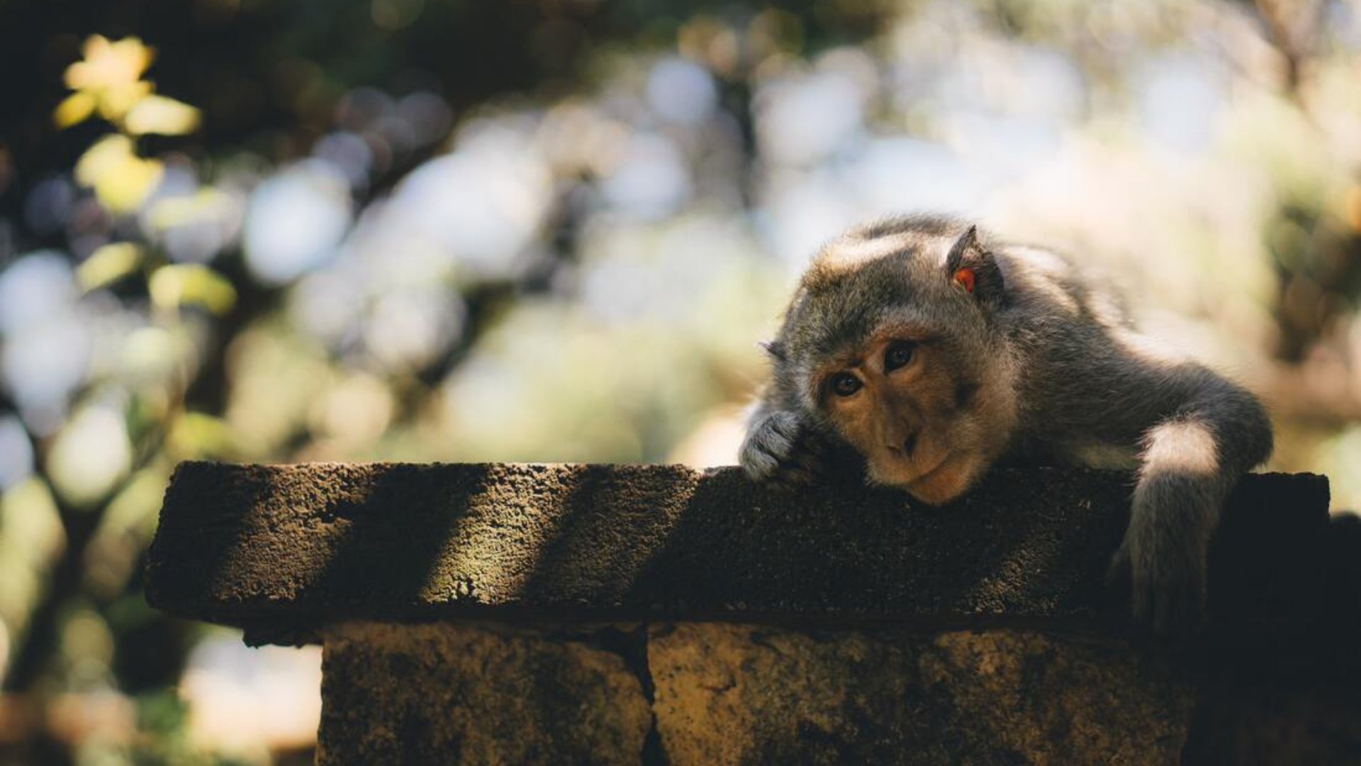 A monkey leans on a stone wall looking bored